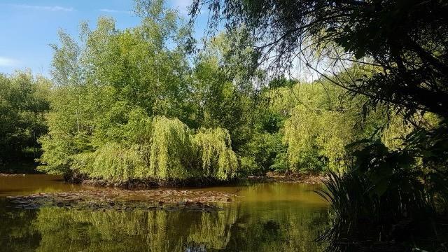 pond-1