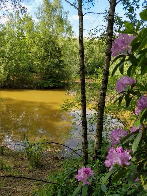 pond-2